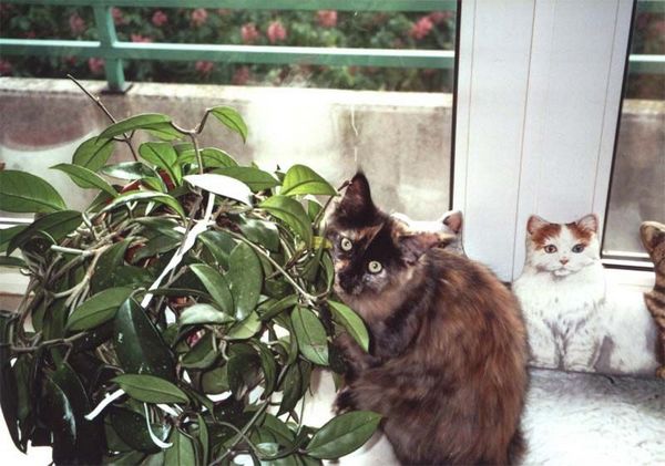 Undercover-Coon´s Emely (Amicelli) Bild 11