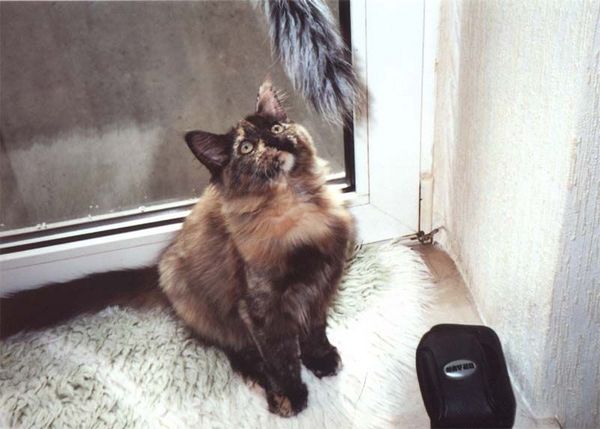 Undercover-Coon´s Emely (Amicelli) Bild 13
