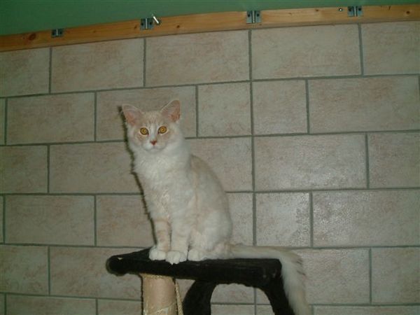 Undercover-Coon´s Atze Bild 19