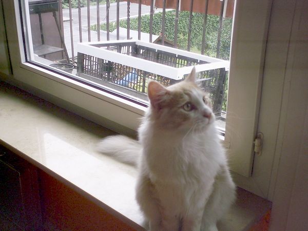 Undercover-Coon´s Angelo Bild 30