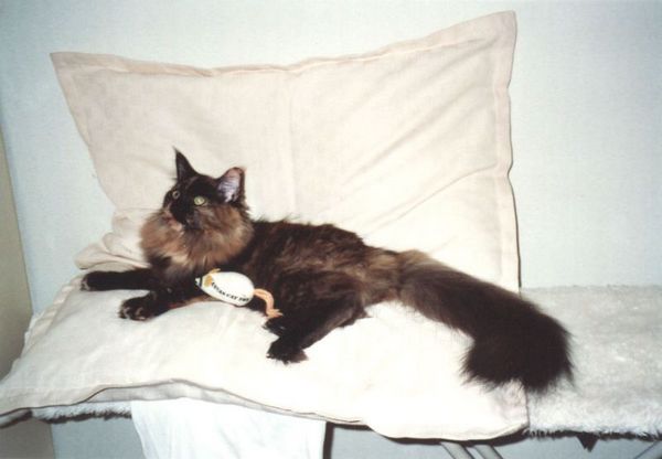 Undercover-Coon´s Emely (Amicelli) Bild 33