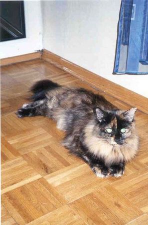 Undercover-Coon´s Emely (Amicelli) Bild 47