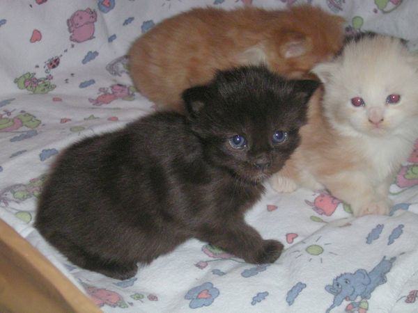 Undercover-Coon´s Baghira Bild 11