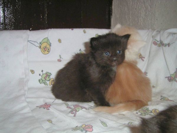 Undercover-Coon´s Baghira Bild 19