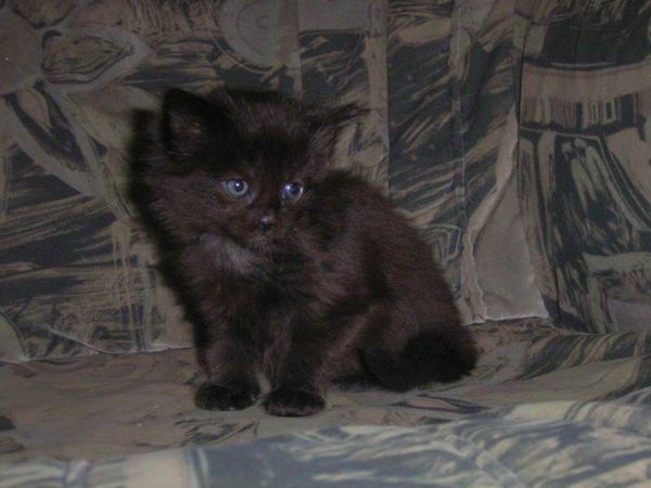 Undercover-Coon´s Baghira Bild 27