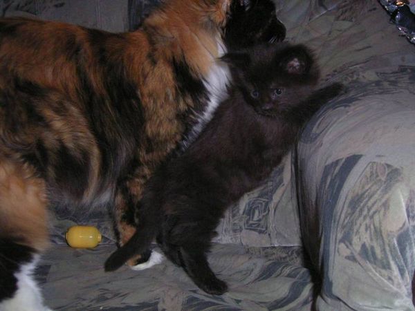 Undercover-Coon´s Baghira Bild 32