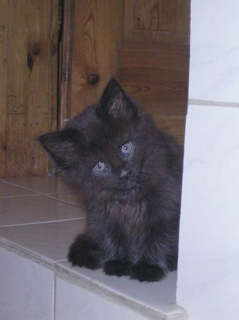 Undercover-Coon´s Baghira Bild 46