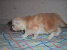 Undercover-Coon´s Balou Bild 19