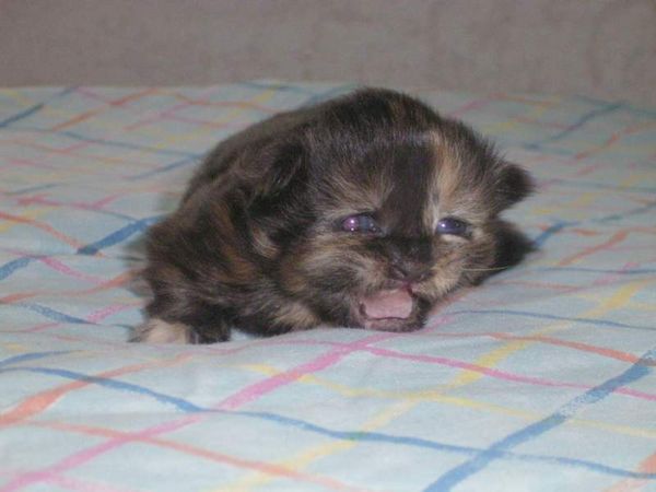 Undercover-Coon´s Bijou Bild 8