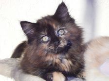 Bijou