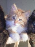 Boris