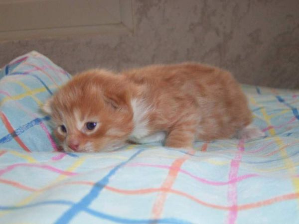 Undercover-Coon´s Boris Bild 7