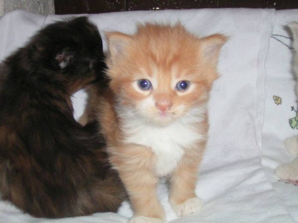 Undercover-Coon´s Boris Bild 18