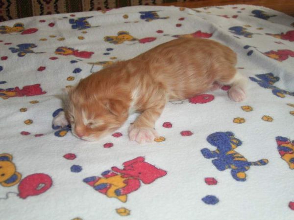 Undercover-Coon´s Boris Bild 35