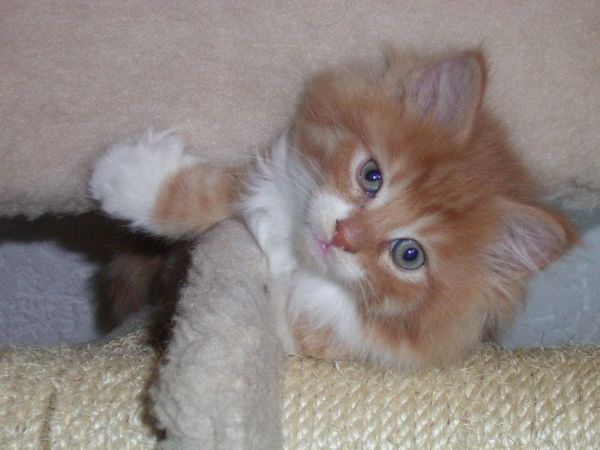 Undercover-Coon´s Boris Bild 52