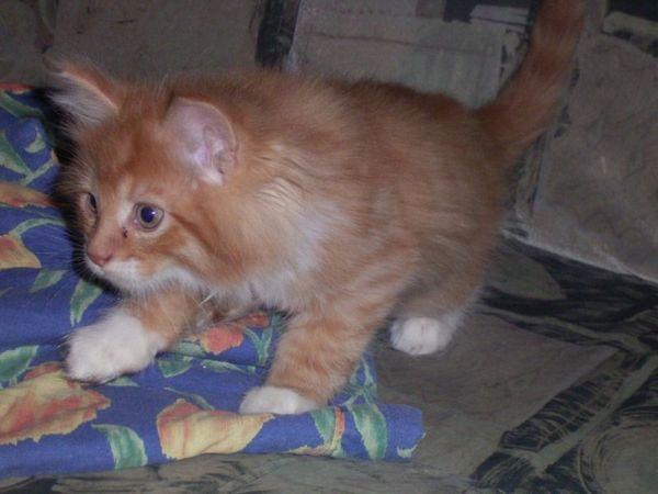 Undercover-Coon´s Boris Bild 55