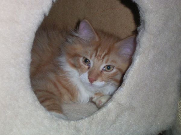 Undercover-Coon´s Boris Bild 89