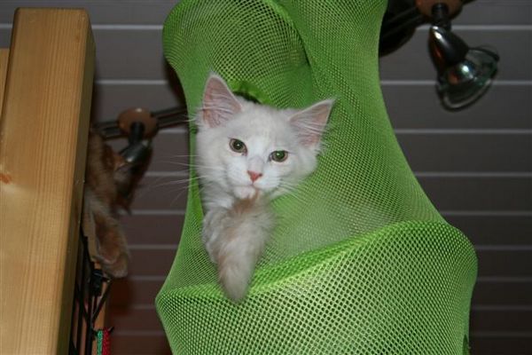 Undercover-Coon´s Balou Bild 4