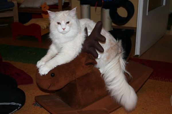Undercover-Coon´s Balou Bild 32