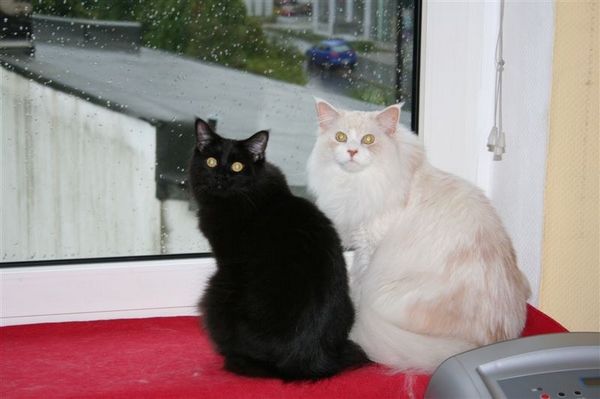 Undercover-Coon´s Baghira und Balou Bild 37
