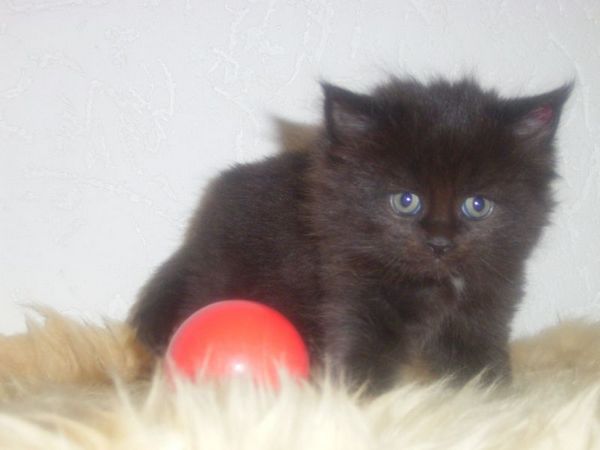 Undercover-Coon´s Cara Bild 26
