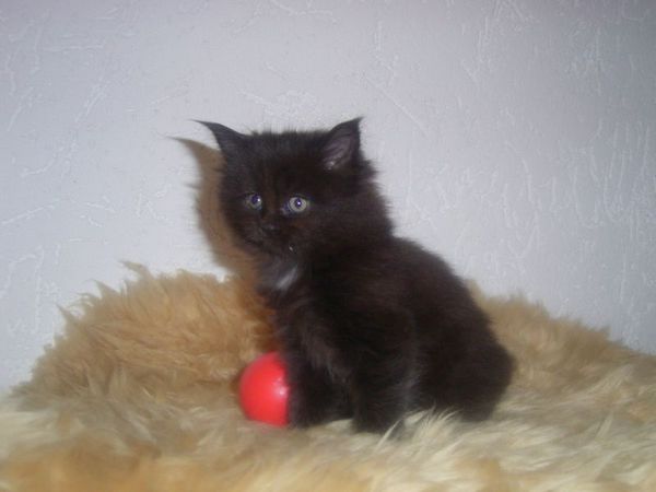 Undercover-Coon´s Cara Bild 28