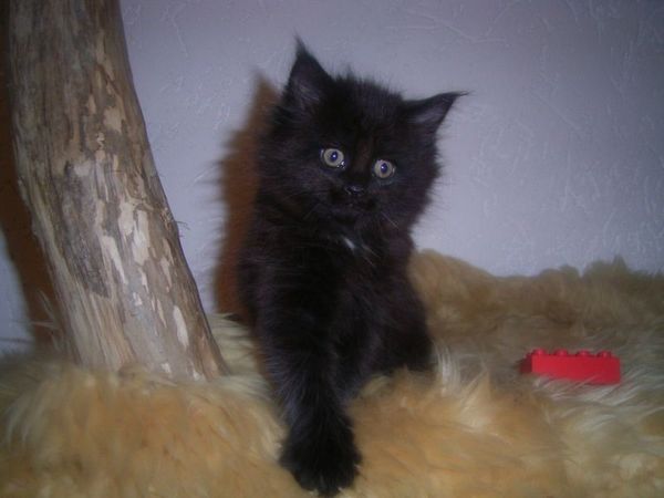 Undercover-Coon´s Cara Bild 52