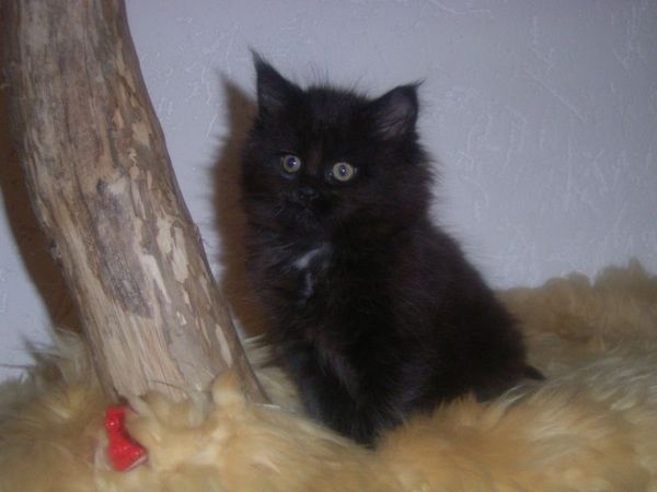 Undercover-Coon´s Cara Bild 54