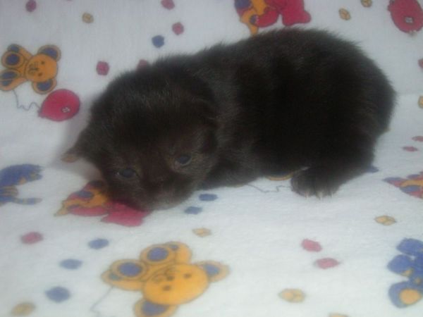 Undercover-Coon´s Carlo Bild 3