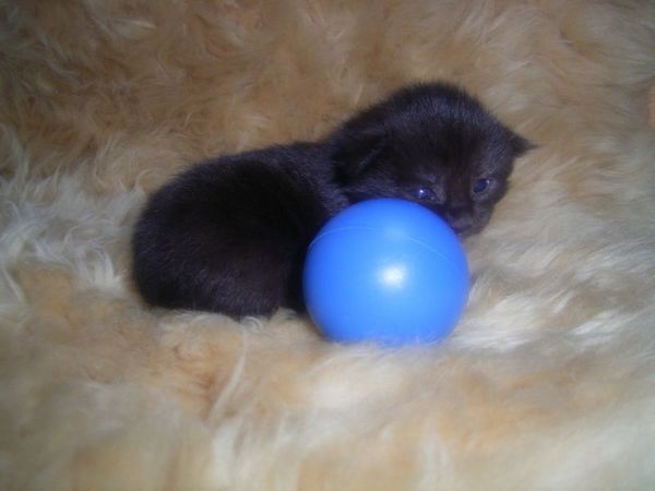 Undercover-Coon´s Carlo Bild 6