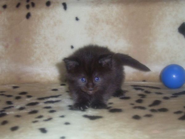 Undercover-Coon´s Carlo Bild 16