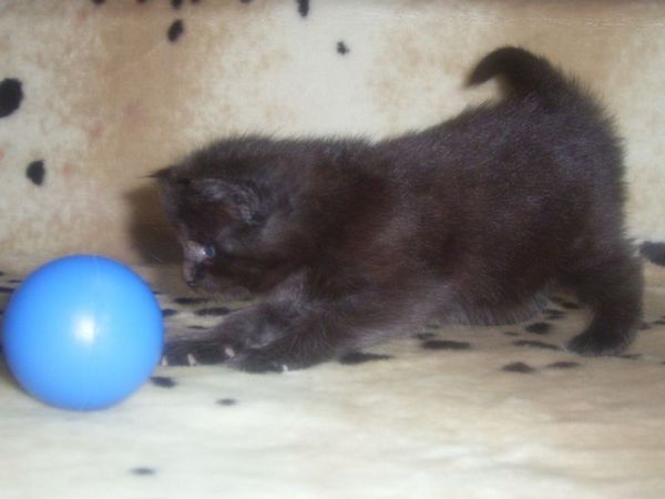 Undercover-Coon´s Carlo Bild 21