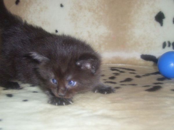 Undercover-Coon´s Carlo Bild 22
