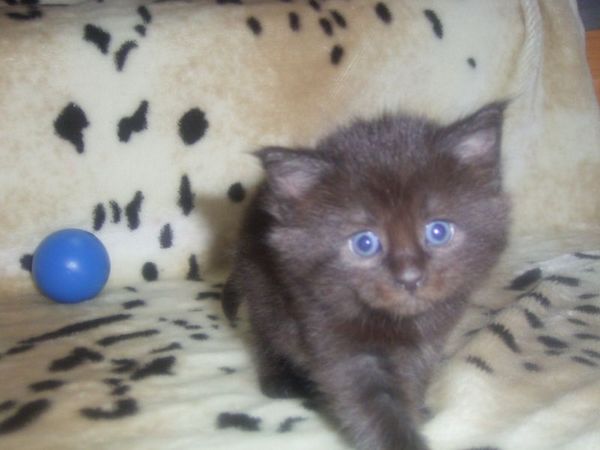 Undercover-Coon´s Carlo Bild 25