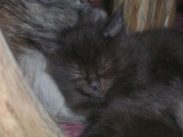 Undercover-Coon´s Carlo Bild 29