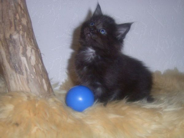 Undercover-Coon´s Carlo Bild 35