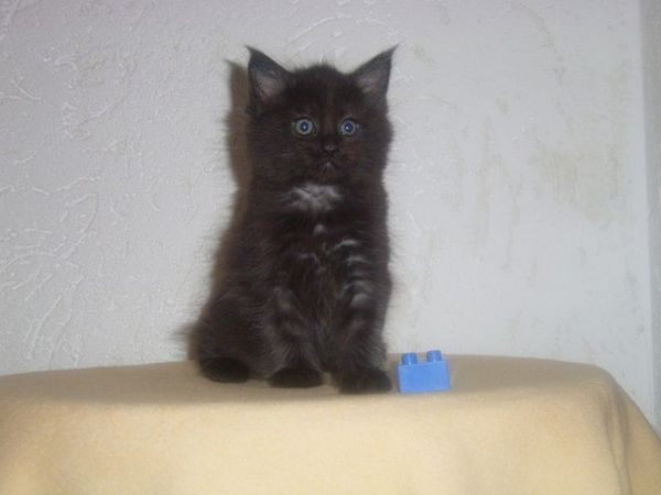 Undercover-Coon´s Carlo Bild 49