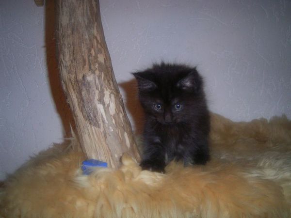 Undercover-Coon´s Carlo Bild 64
