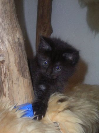 Undercover-Coon´s Carlo Bild 72
