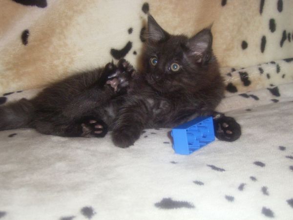 Undercover-Coon´s Carlo Bild 91