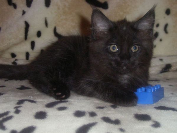 Undercover-Coon´s Carlo Bild 94