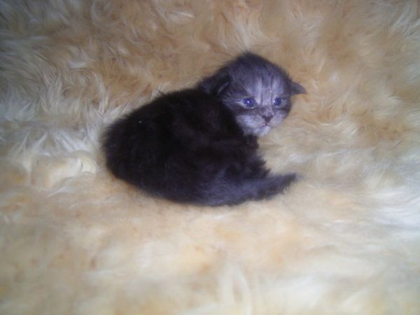 Undercover-Coon´s Curly-Sue Bild 5