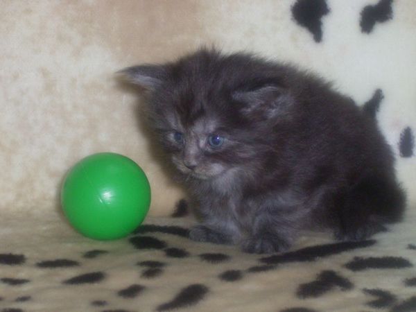 Undercover-Coon´s Curly-Sue Bild 14