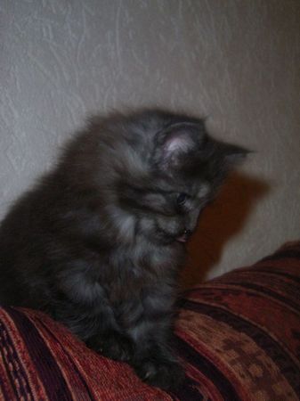 Undercover-Coon´s Curly-Sue Bild 45