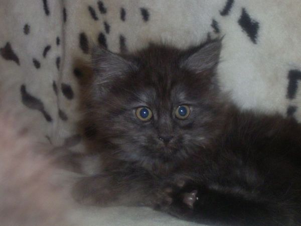 Undercover-Coon´s Curly-Sue Bild 62