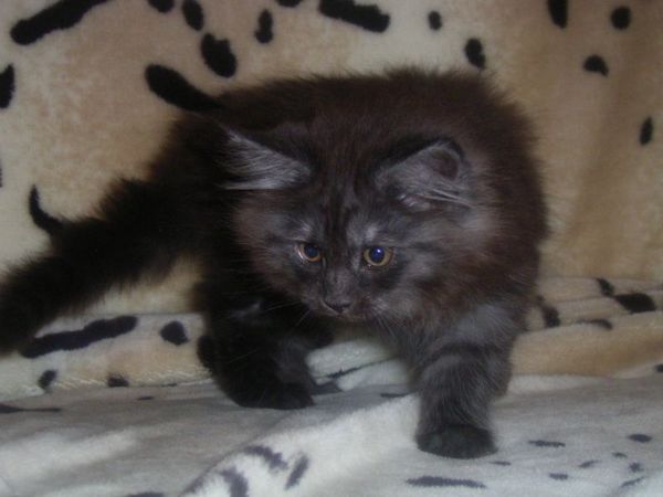 Undercover-Coon´s Curly-Sue Bild 81