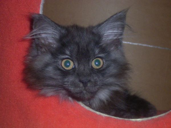 Undercover-Coon´s Curly-Sue Bild 99