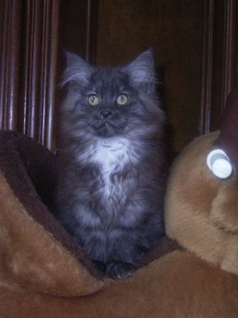 Undercover-Coon´s Curly-Sue Bild 102