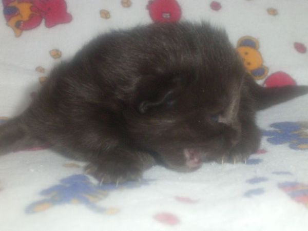 Undercover-Coon´s Curtis Bild 1