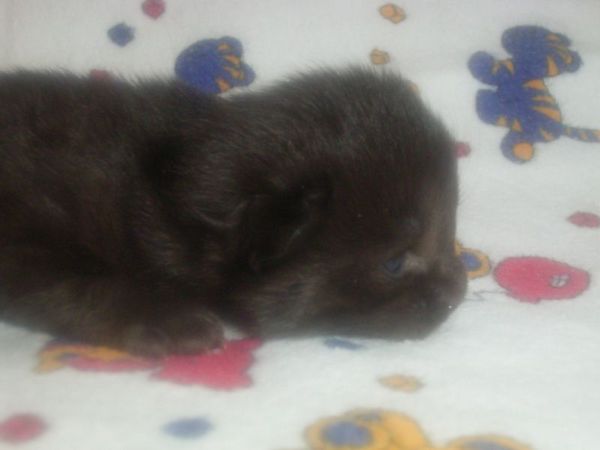 Undercover-Coon´s Curtis Bild 2